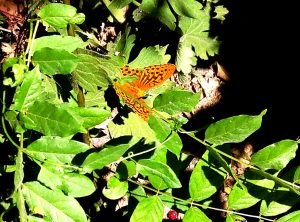papillon